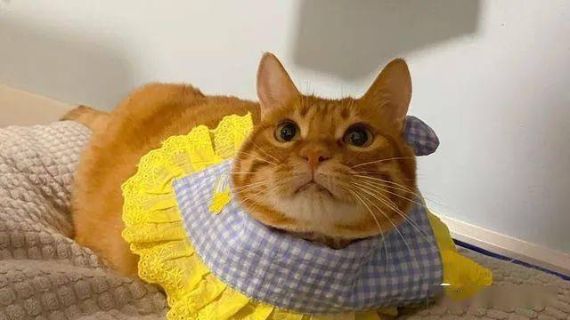 橘猫为啥这样走路?像不像一只快乐的小鸭子?
