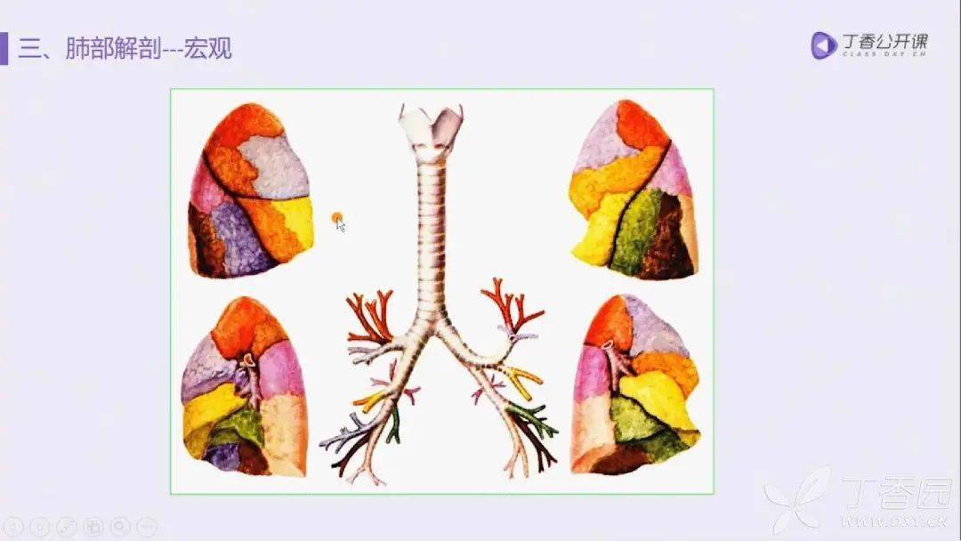 肺的五叶十八段解剖基础及 ct 病灶识别要点
