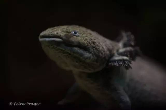 接昨天柏林水族馆里的两栖爬行馆,还有老柏林动物园等