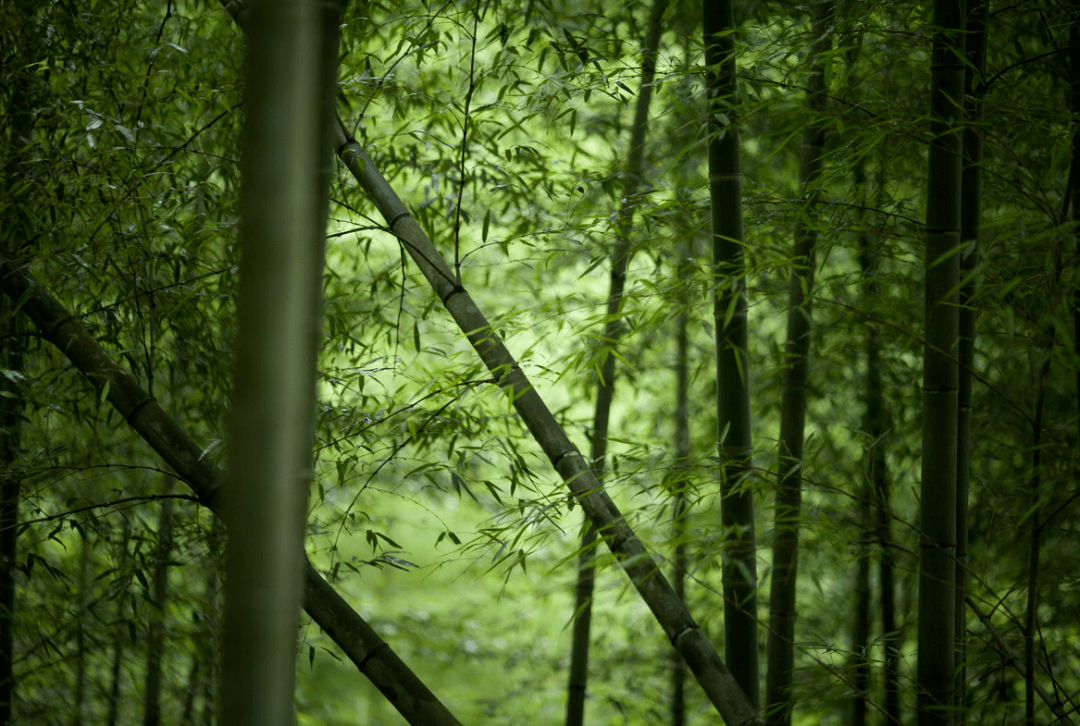 天地有清客,人间有青竹_竹林