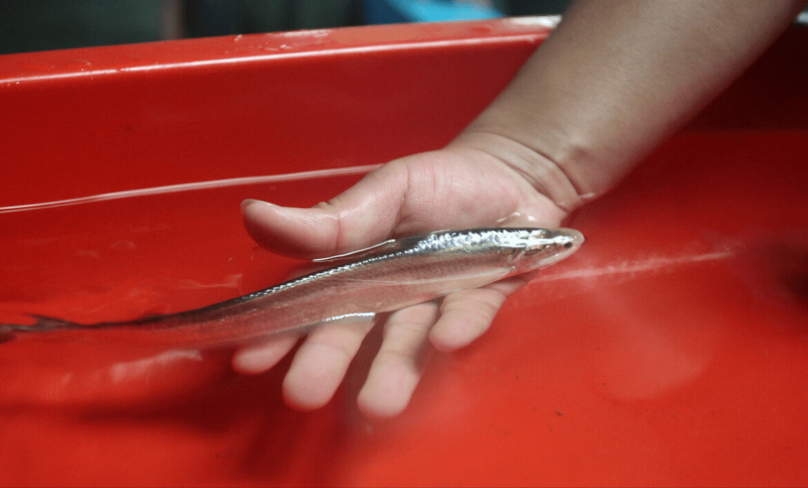 怎么养小鱼虾 4cc377c2614540beaf2e92d2abe94cae.png