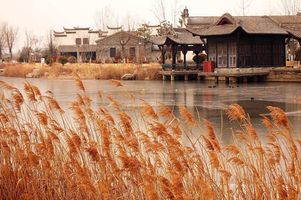 青岛：冬日芦花变黄  成别样风景