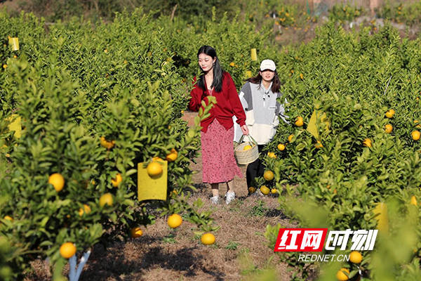 组图｜衡阳市珠晖区：橘柚熟了 游客来了 果农笑了