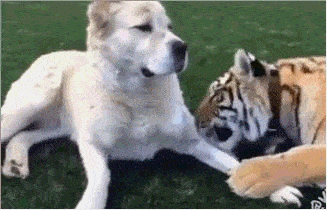 虎落平阳被犬欺,身为一代森林之王是不会容忍这样屈辱的事情发生.