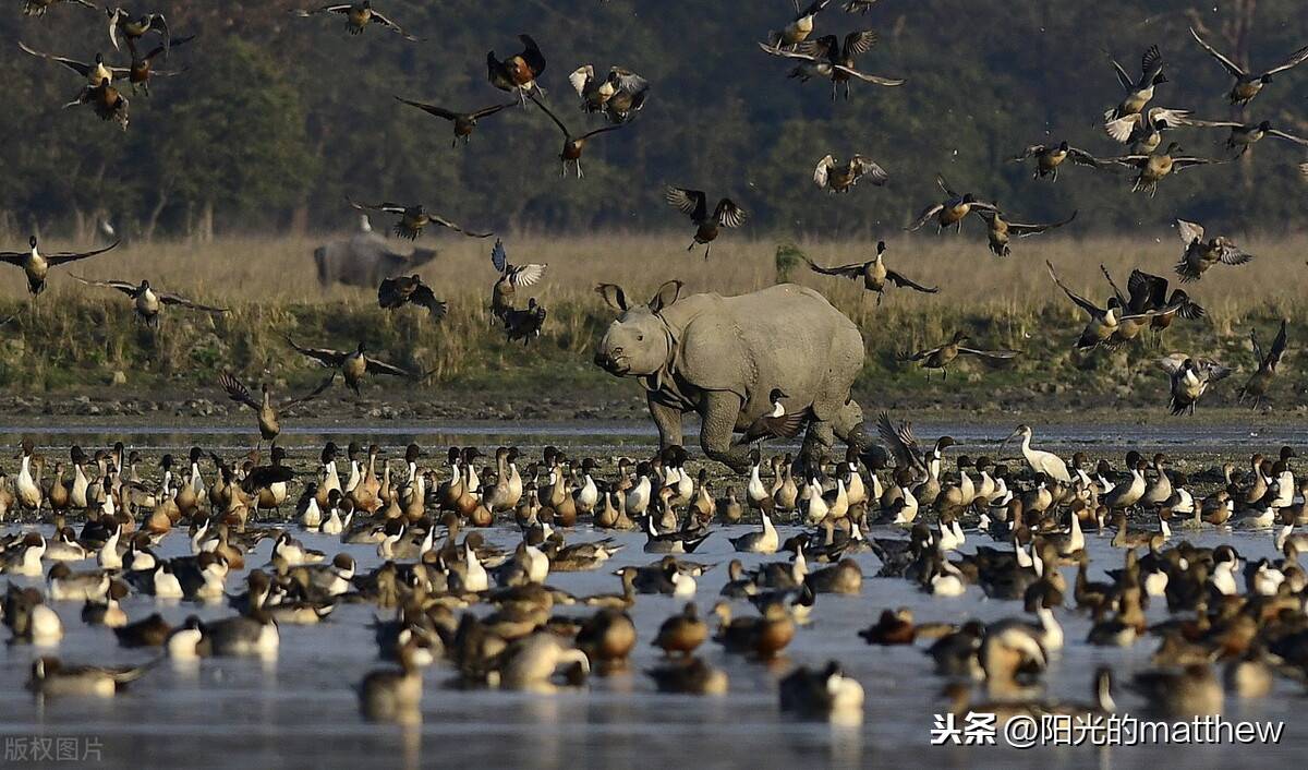 57:41 当地时间2021年1月5日,印度阿萨姆,当地的波比托拉野生动物保护