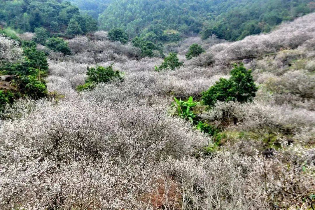 《乡村大世界》后陆河县水唇镇罗洞村的"世外梅园"一路芬芳