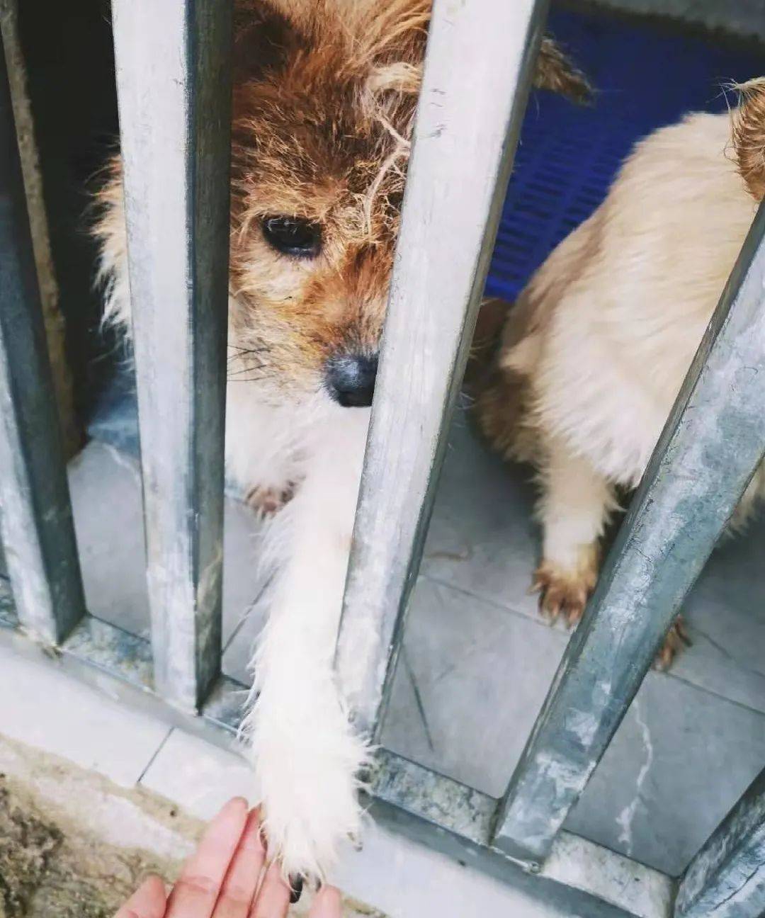 实探贵阳流浪狗基地:一群人的善意,上百只流浪狗的家!