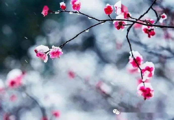 天寒雪飘,唯愿君安!
