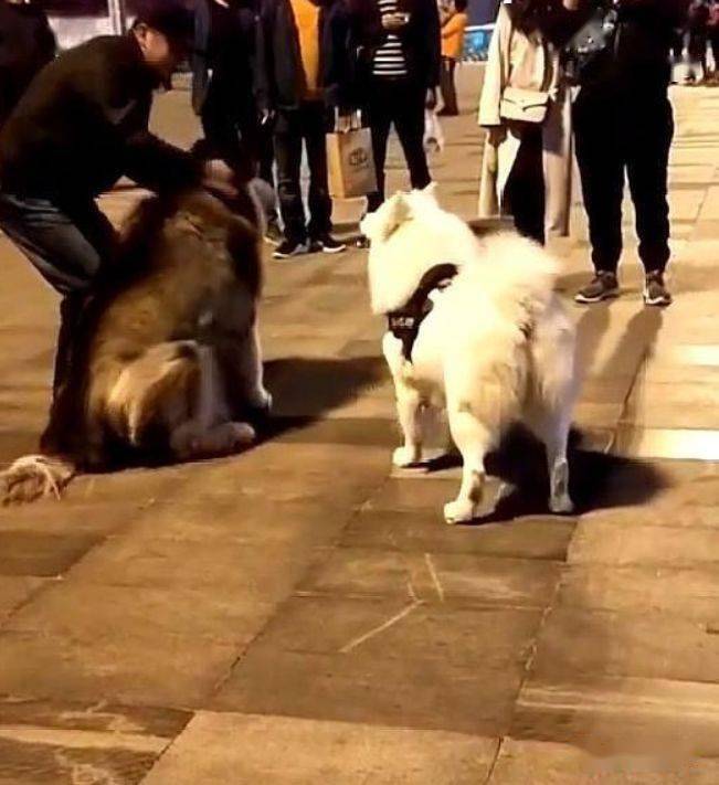 两只狗狗吵架阿拉对着空气大吵被主人拉回后萨摩耶怂了