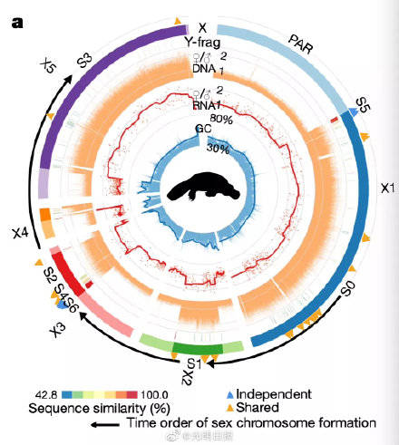 鸭嘴兽|人类和鸭嘴兽有共同祖先 现生哺乳动物最近共同祖先基因组图谱首次成功构建