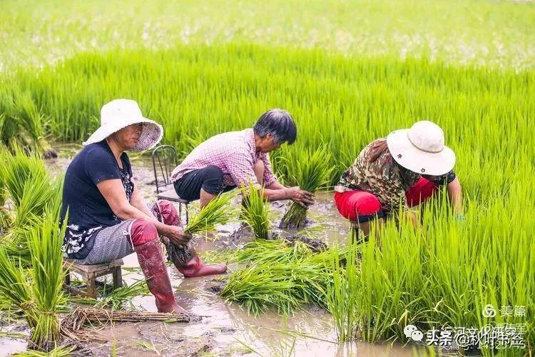 系列精美照片反映水稻从育苗到收获的全过程,粒粒皆辛苦