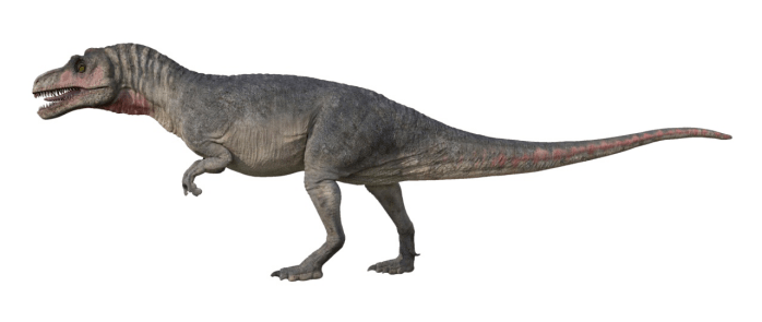 拉丁文名:yunyangosaurus puanensis 种类:蜥臀目·兽脚类·巨齿龙超