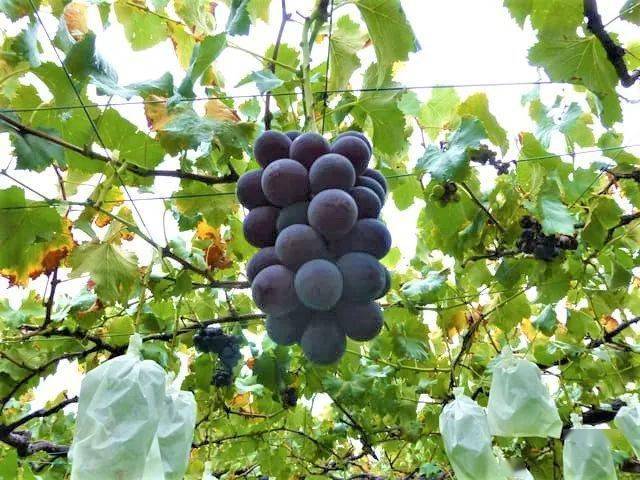 如何种植葡萄根 4921ef1aced24e949f40c15fa3e64d51.jpeg