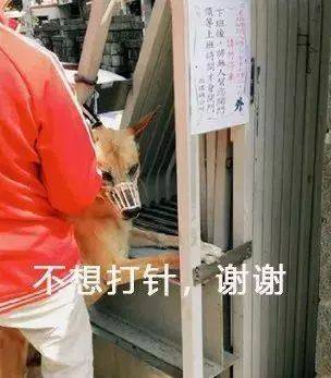一大群狗砸的崩潰現場...笑噴了！ 萌趣萌寵 第5张