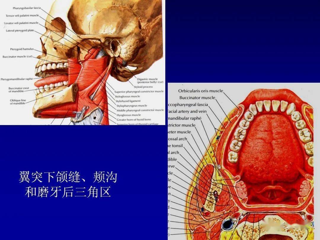 颌面部解剖及其病变的影像诊断
