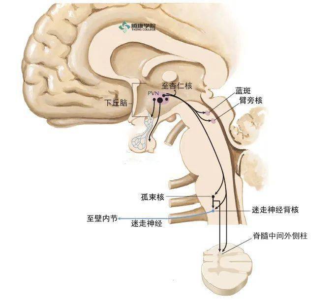 下丘脑室旁核8.