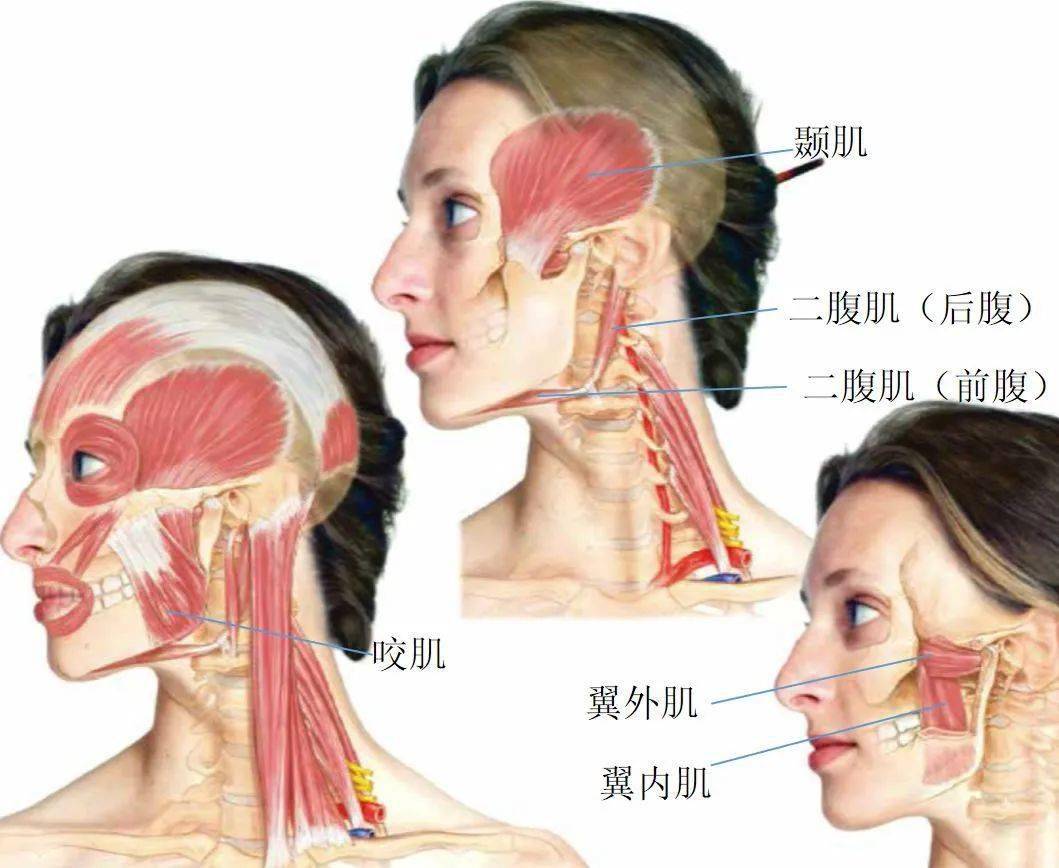 颞窝,肌束如扇形向下会聚,通过颧弓的深面,止于下颌骨的冠突,作用是使