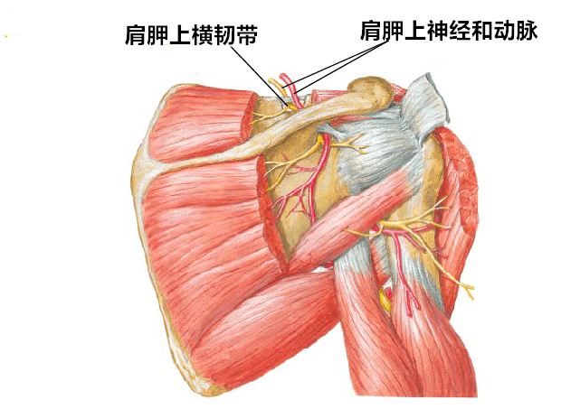 冈上肌能使臂外展15°,并将肱骨头固定于肩胛盂内,冈下肌能使臂外旋.
