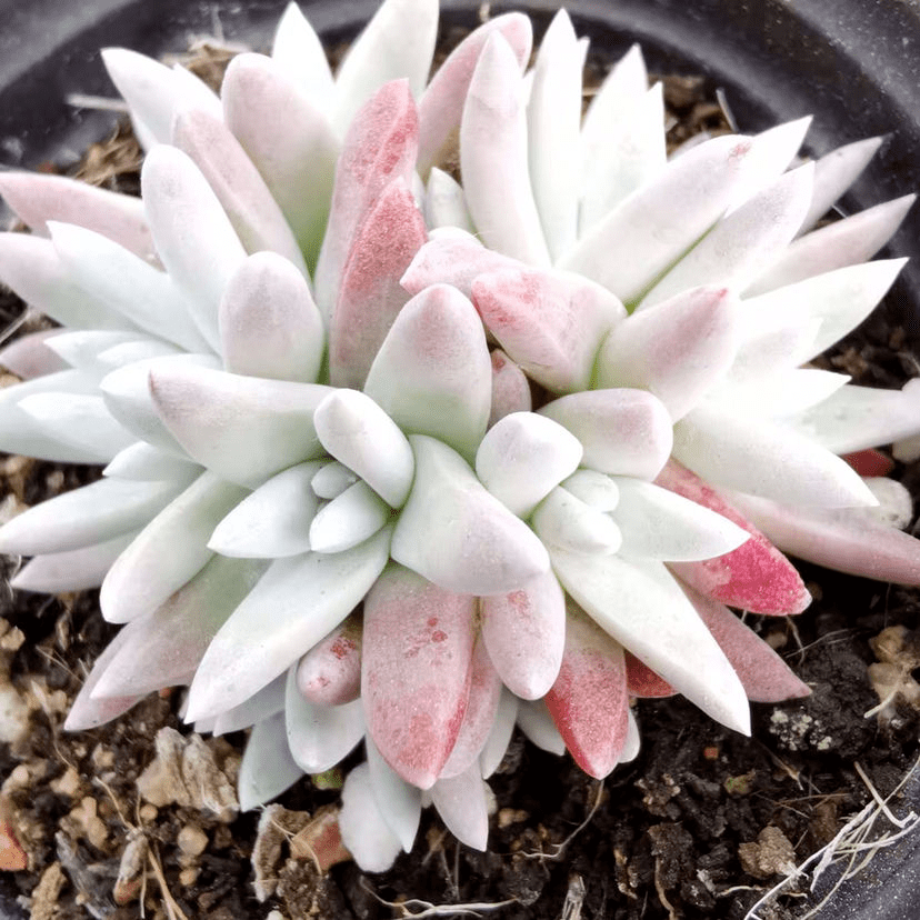 什么时候才能长肉 7082e035d3cb4274bfac7cafa091c585.png