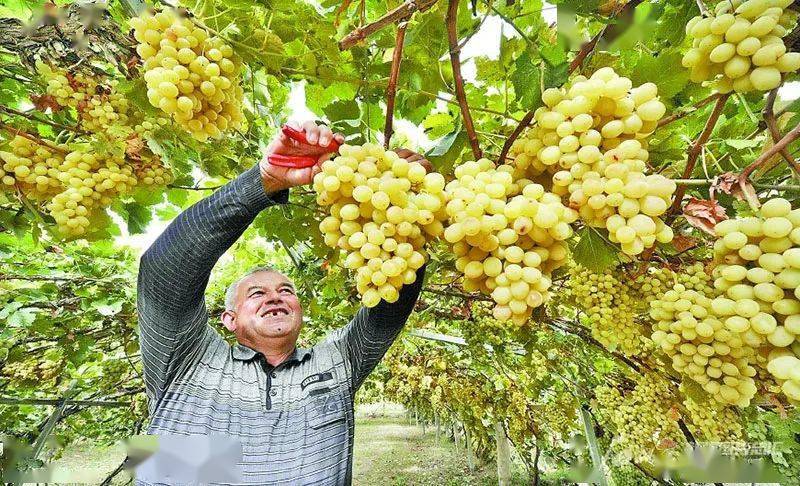 新疆农产品传来喜讯,27个农产品升级为"国字号"