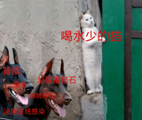 吸猫的后果有多严重 4399c78e86b341f8aecd2ae569e6337f.png
