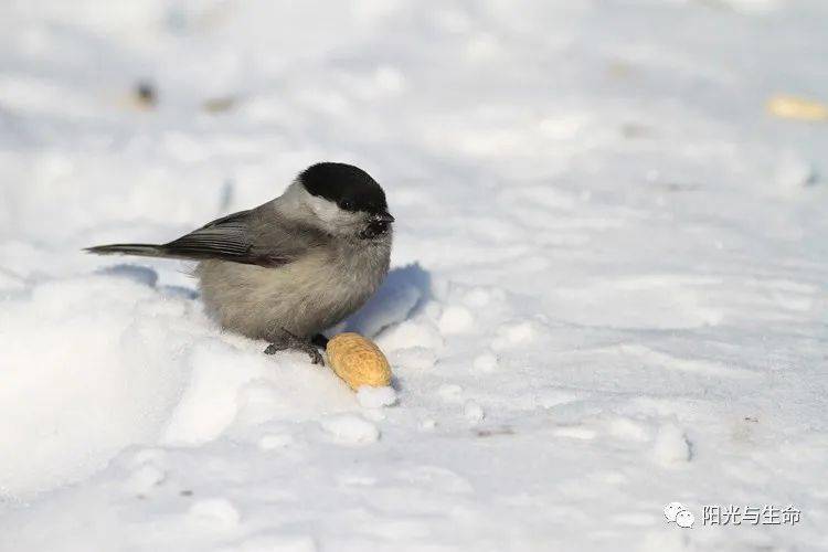 雪地捕鸟