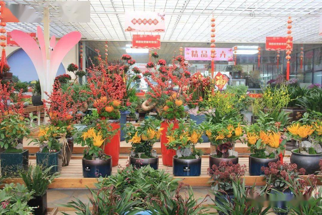 "多彩年宵花卉, 共迎牛年新春"—— 夏溪花木市场年宵