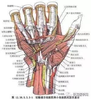 手关节的肌肉有:位于手关节矢状轴外侧屈腕,伸腕的诸肌(即桡侧腕屈肌