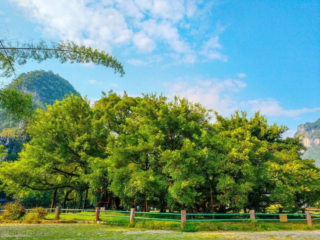 阳朔大榕树