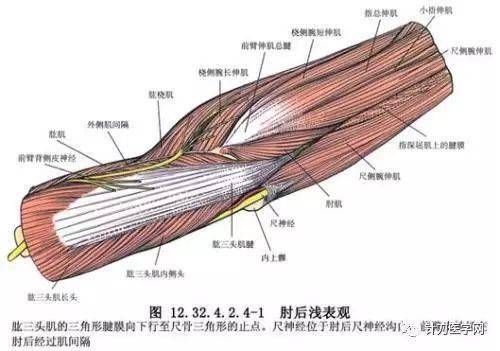 外旋肘关节的肌肉:旋后肌,肱二头肌和肱桡肌(后两块肌肉是在内旋前臂