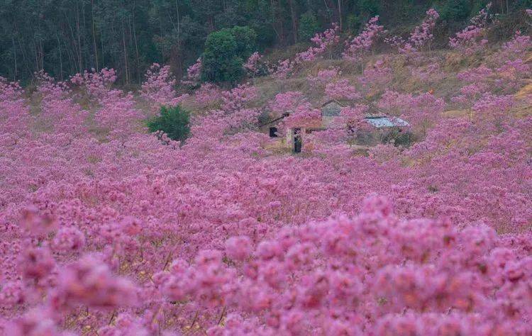 特价99【紫花风铃&蒲葵林】1.