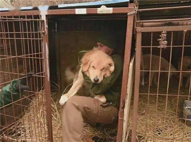 爱狗人士走进肉狗屠宰场后痛哭最终救出一条金毛犬