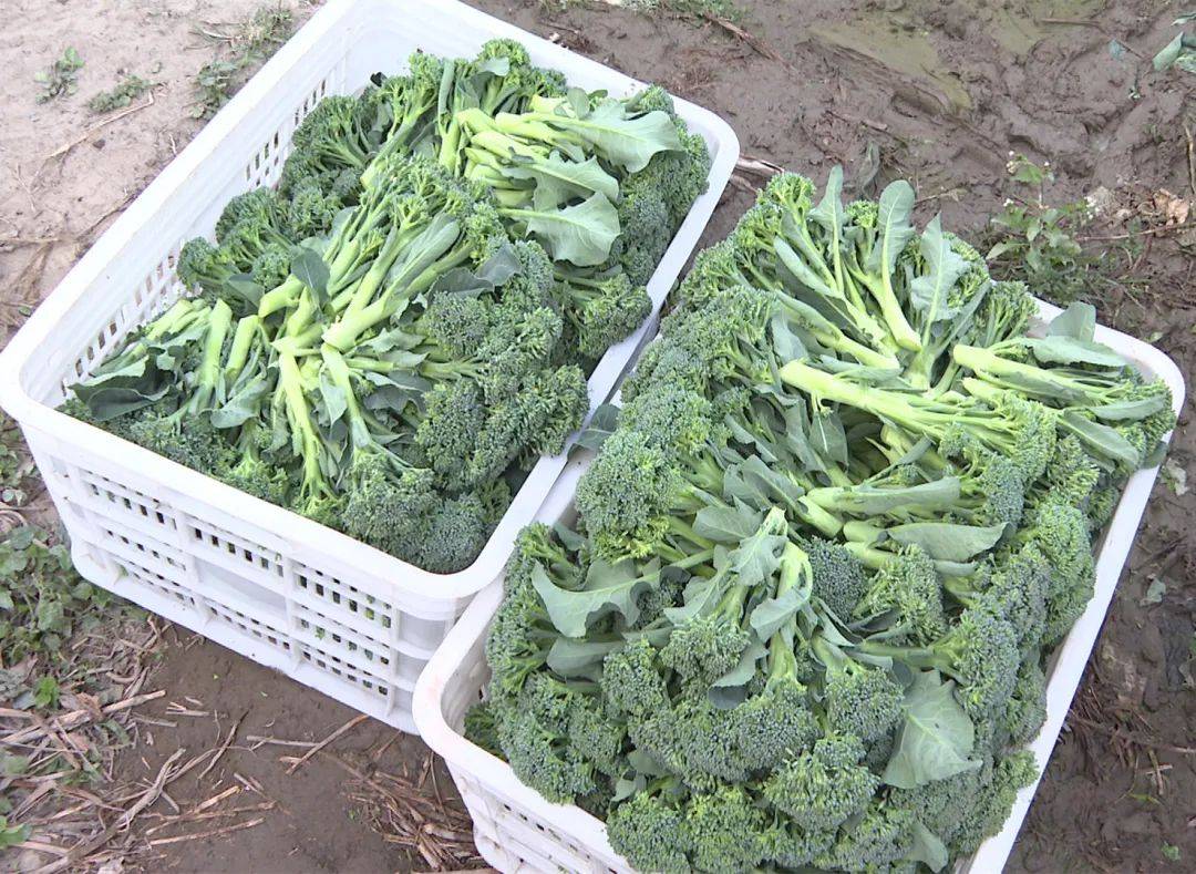 西兰苔上市!阳西县新墟镇这款"名特优"无公害农产品名副其实
