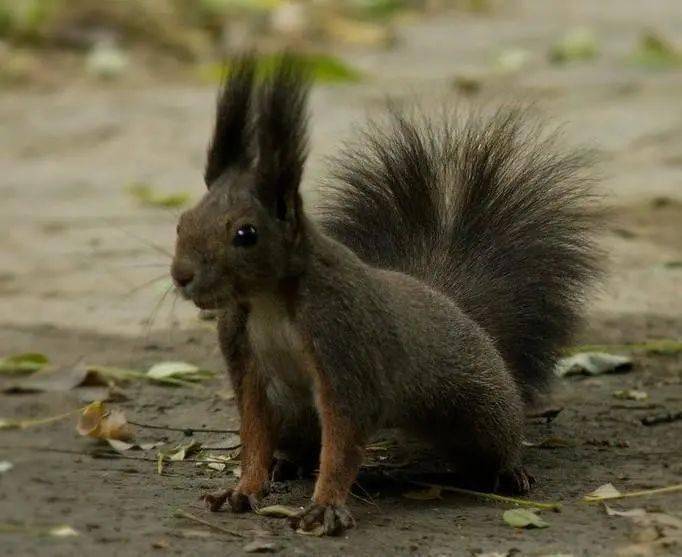 松鼠怎么画简单又可爱视频 5dbad899781642158c5eb203e10ffaff.jpeg