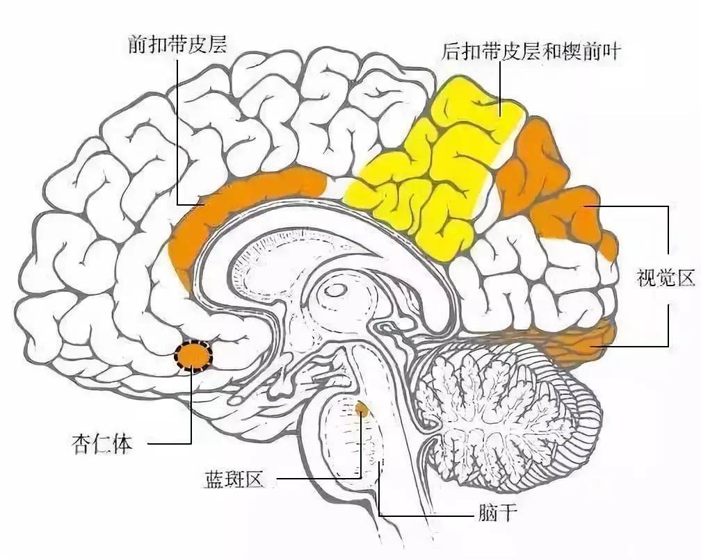 夏勋教授:扣带回不同区域毁损对精神障碍疗效分析