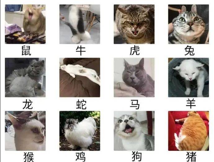 ​貓為什麼進不了十二生肖？ 萌趣萌寵 第2张