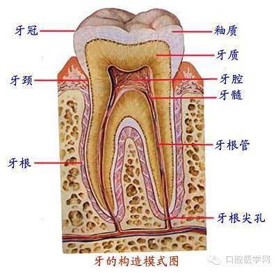 牙医收藏，口腔解剖图！_手机搜狐网