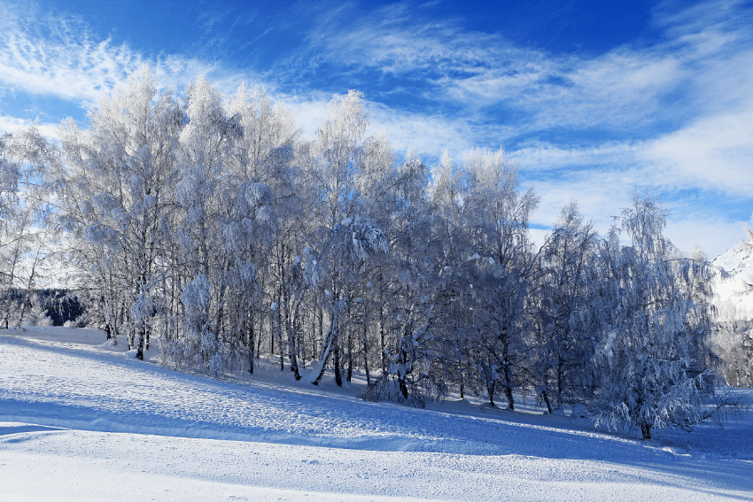 新疆冬季有一种美,叫喀纳斯的雪.雪都阿勒泰走起