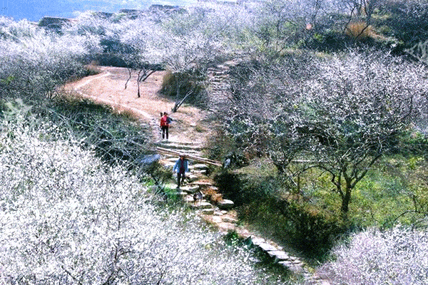 古人踏雪寻梅 对梅花赞许如此之高.