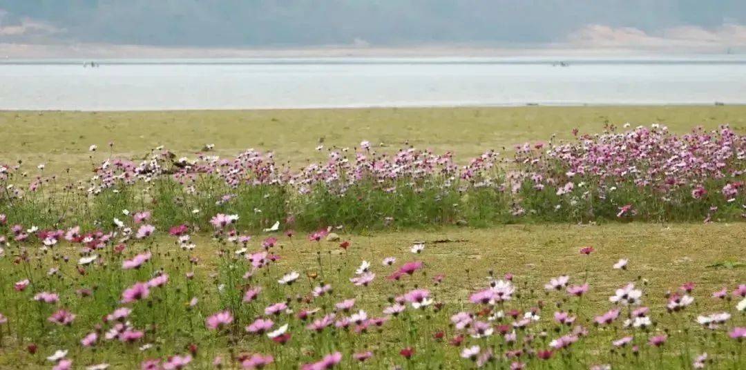 玉林有一片格桑花海,风吹花动,这是70多岁的他为老伴种下的