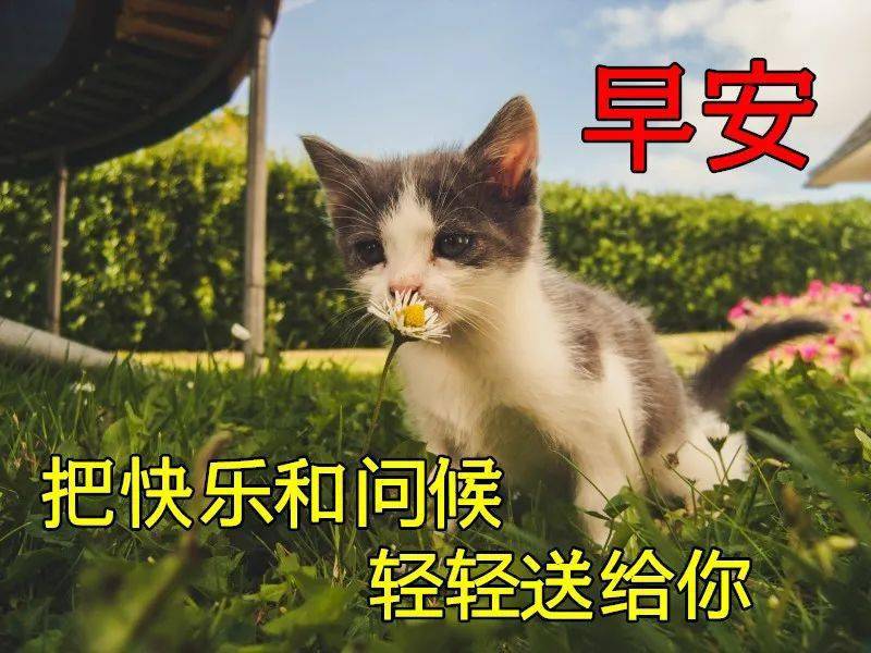2021早上好问候表情语,温馨早安问候语动态图片表情