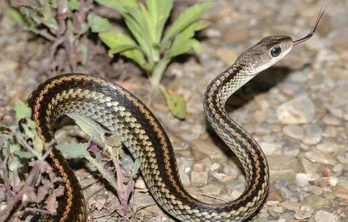 经汉川市野生动物保护办公室工作人员辨认,被捕获的蛇学名叫 乌梢蛇.