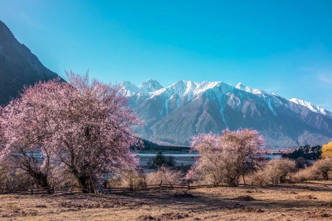 3月最佳推荐---春天去西藏,看最美的桃花_林芝
