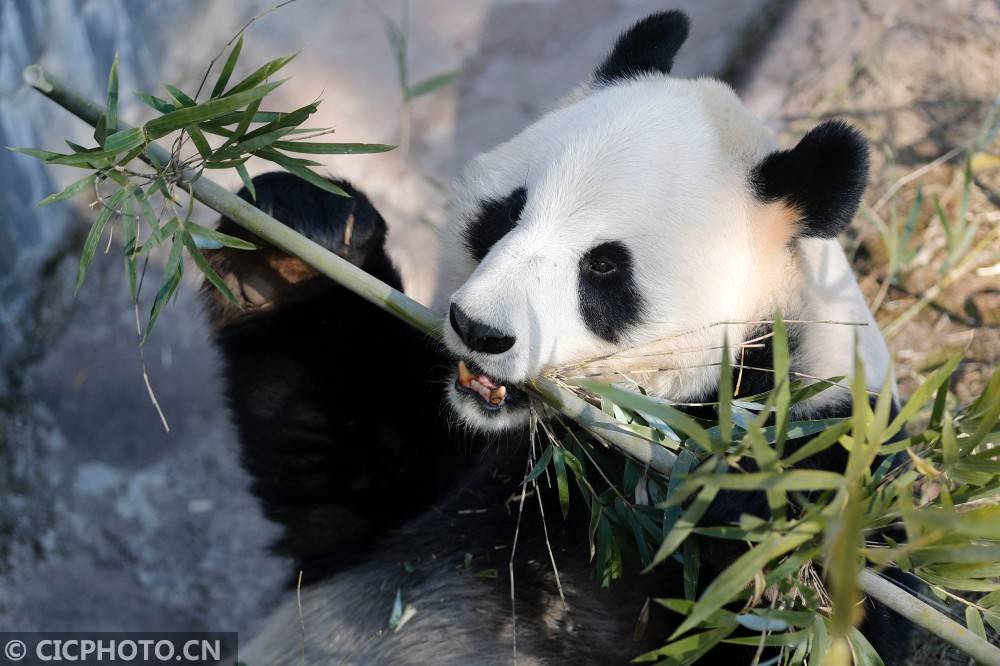 安徽省黄山市大熊猫生态乐园内,大熊猫"华龙"在吃竹子