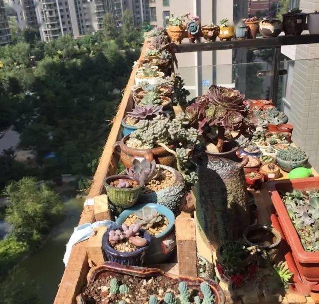 多肉小花架阳台摆放 eaa12c4d93984212a2eac7100a3d15eb.jpeg