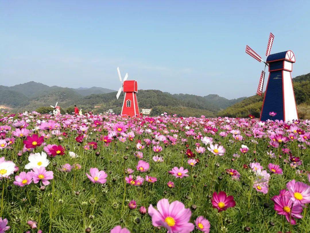 第二批广东省文化和旅游特色村名单公示,封开县这条村