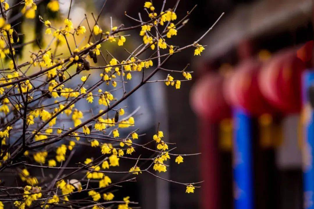 这几个地方腊梅迎霜傲雪,快来踏雪寻梅!