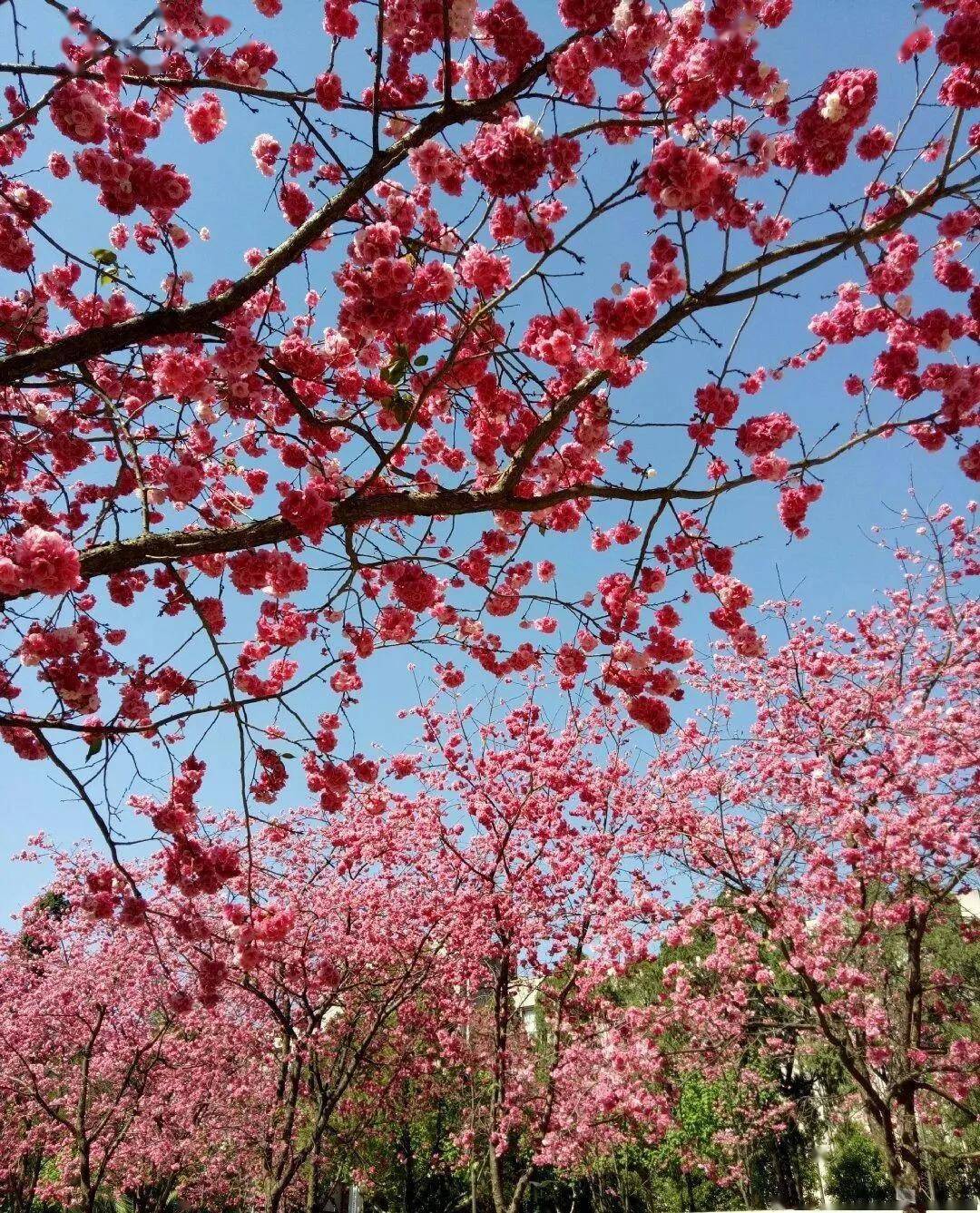 粉色浪漫席卷昆明 樱花海赏花攻略来了_彩云路