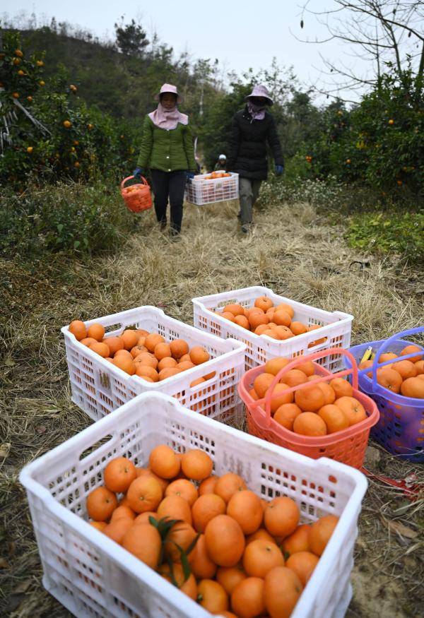 广西柳州荒山产金果沃柑采摘忙