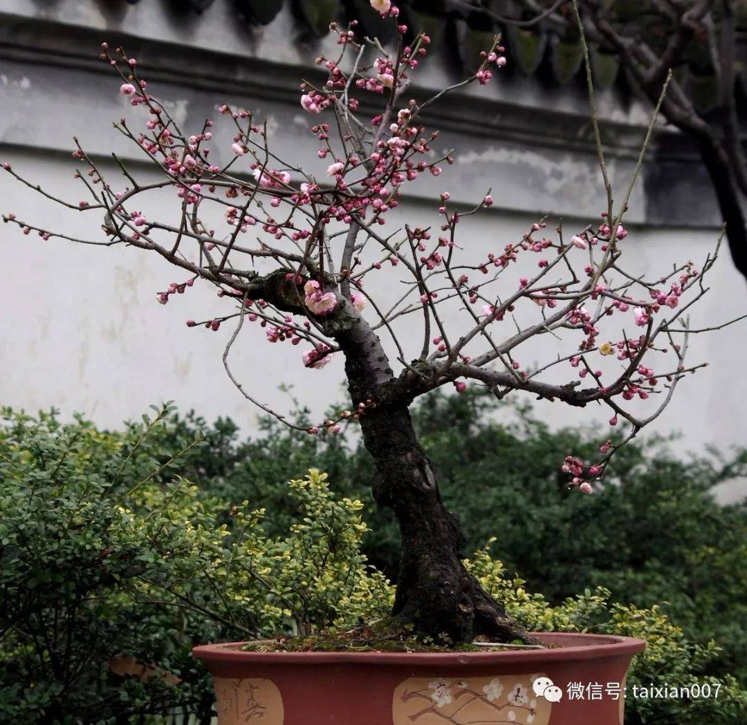 清赏梅花盆景